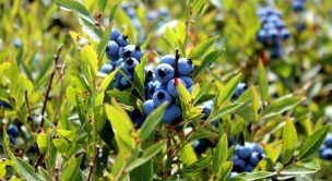 Agricultura Organica